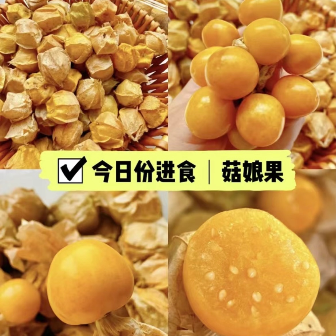 东北姑娘果（中果）