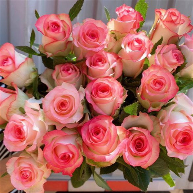 爱莎玫瑰花束鲜花 精致漂亮鲜花云南新鲜花束直发夏季修剪花儿