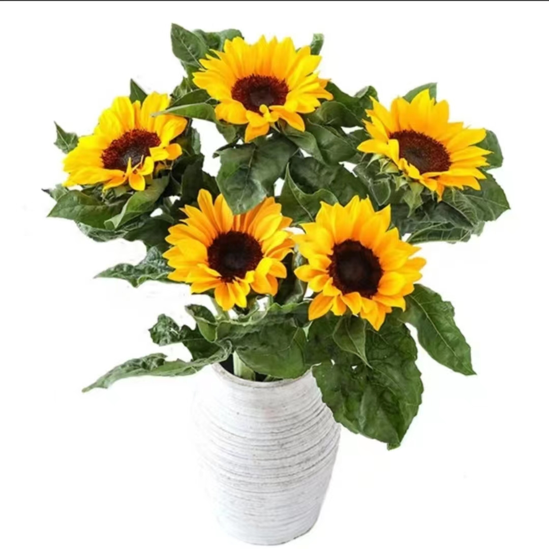 向日葵鲜花【宠粉福利款】昆明源头基地直发新鲜花束花