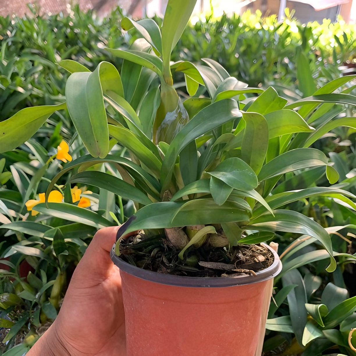 鼓锤石斛花卉绿植盆栽观赏性植物包邮白色粉色红色夏季冬季吸收