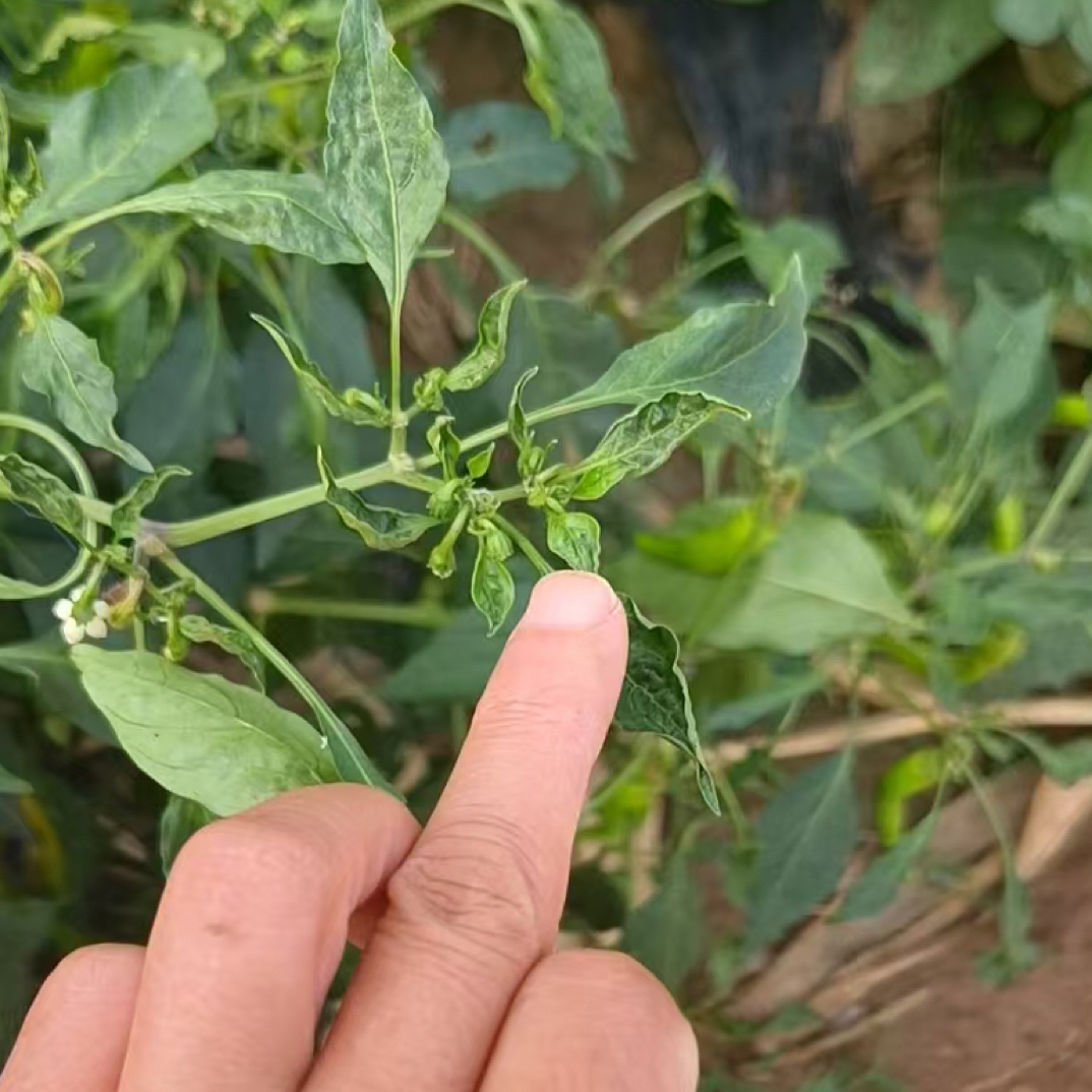 辣椒茶黄螨方案药