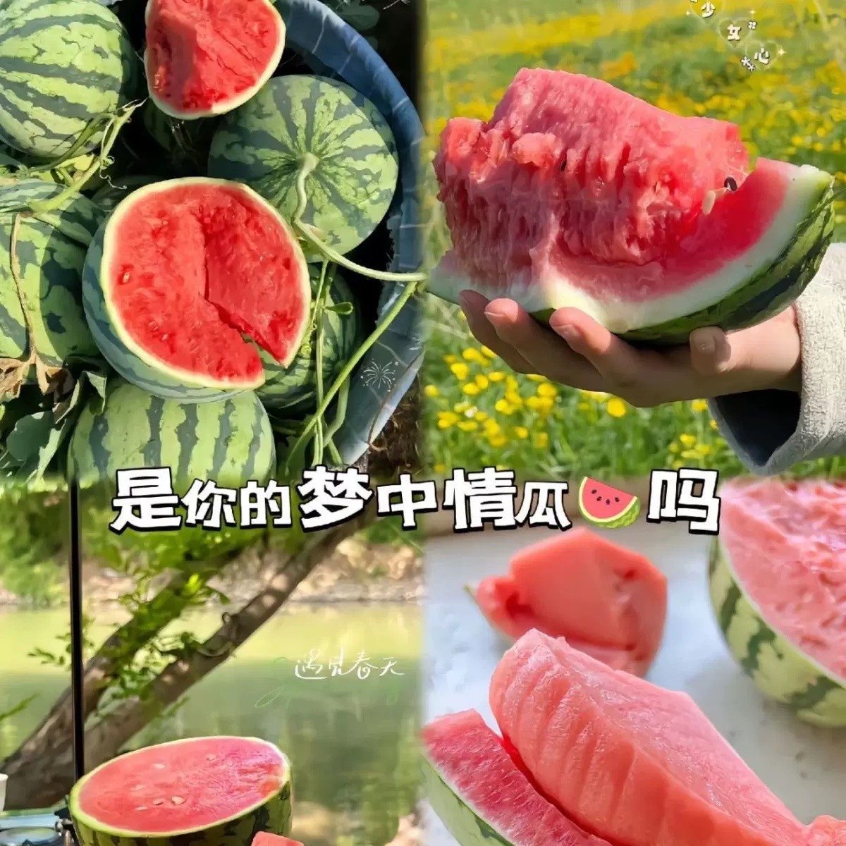 麒麟西瓜当季薄皮手剥新鲜水果8424美都西瓜冰糖清甜多汁