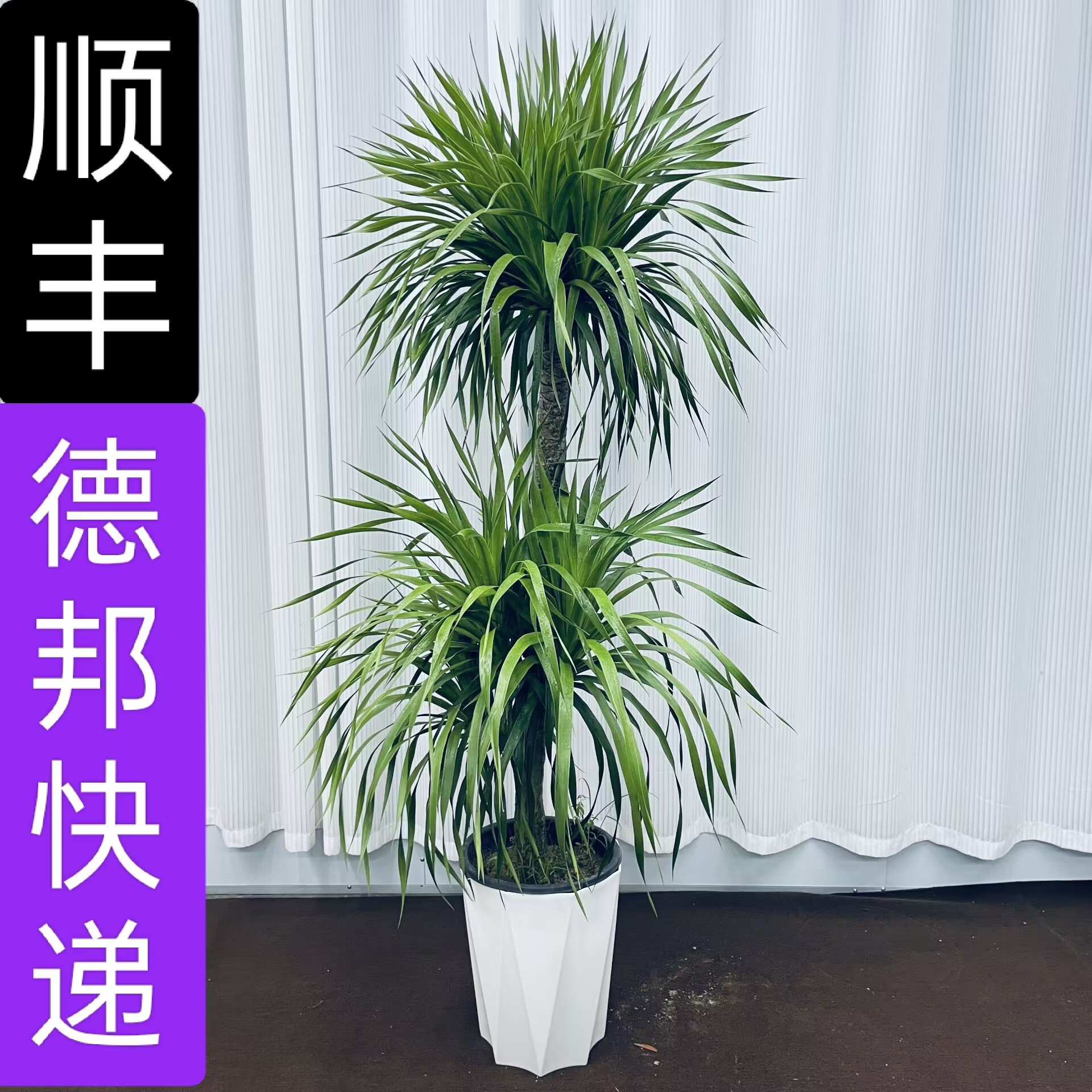 造型龙血树客厅盆栽大型网红绿植净化空气去甲醛四季常绿龙须树