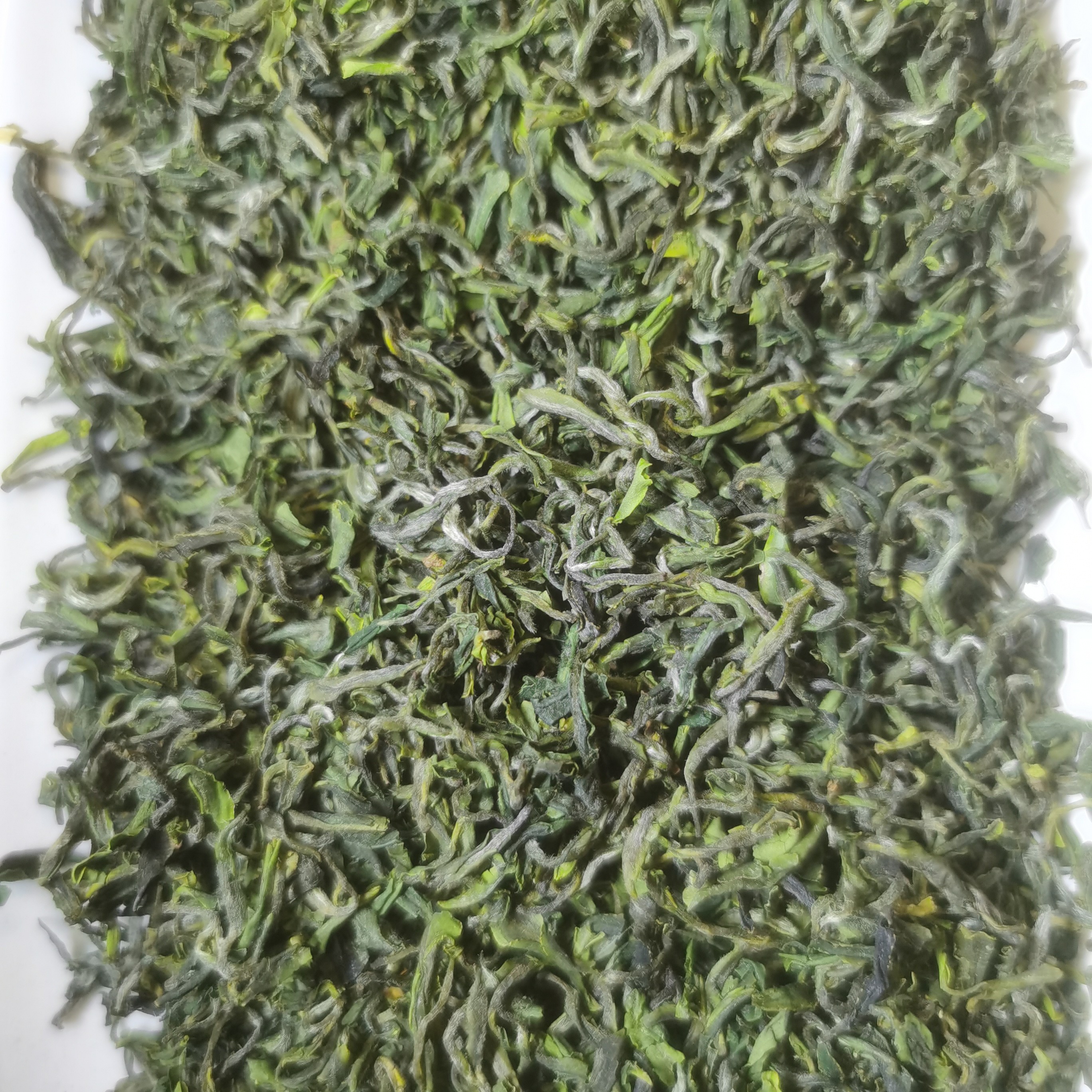 2025日照绿茶头采春茶豆香鲜甜爽口