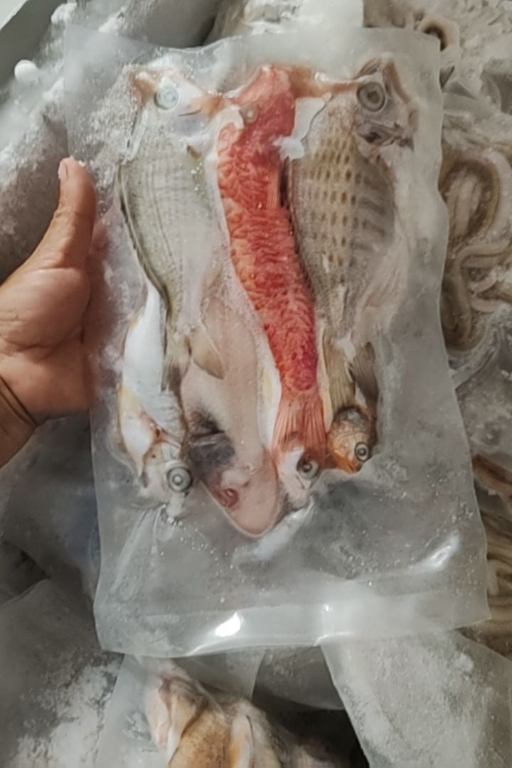 湛江市外罗渔港中杂鱼