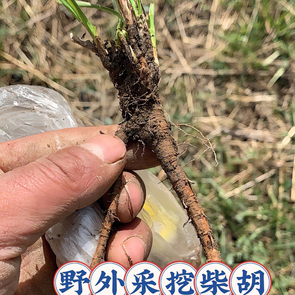 甘肃大山采挖野生老柴胡【北柴胡】250-500克包邮女性男性老年