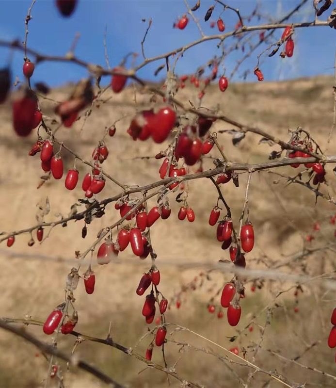 甘肃大山里采摘的红枸杞250g-500g包邮黑枸杞女性