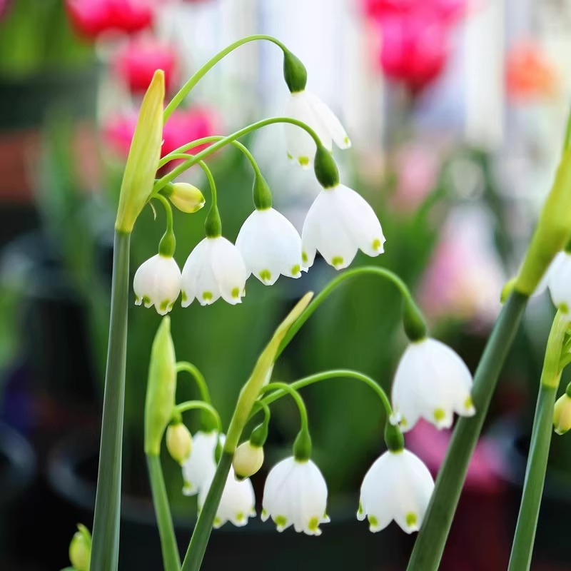 雪片莲球根花卉进口蓝铃花种球盆栽当年开花四季花草绿植多年生苗