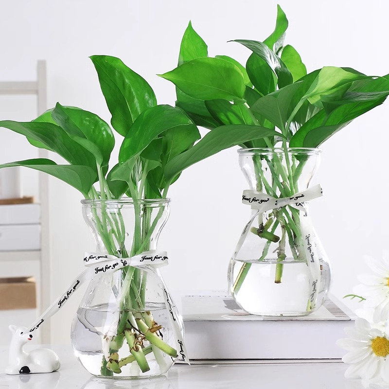 风信子专用花瓶创意简约透明玻璃花瓶水培植物小清新绿萝观音竹