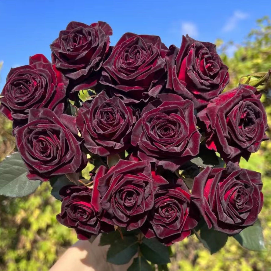 【年货节3块抢】玫瑰花母本大苗不分品种花卉绿植盆栽庭院
