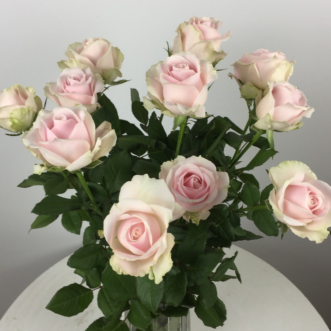 二号链接，玫瑰好货，昆明基地直发