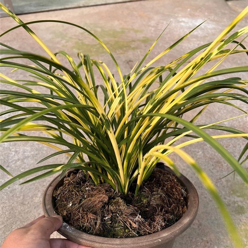 蕙兰黄龙云海虎斑兰花苗浓香室内办公阳台庭院绿植盆栽花卉
