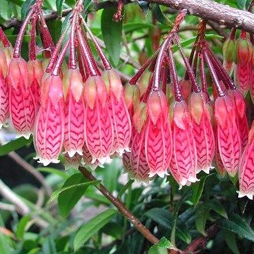 云南红花五翅莓，开花结果