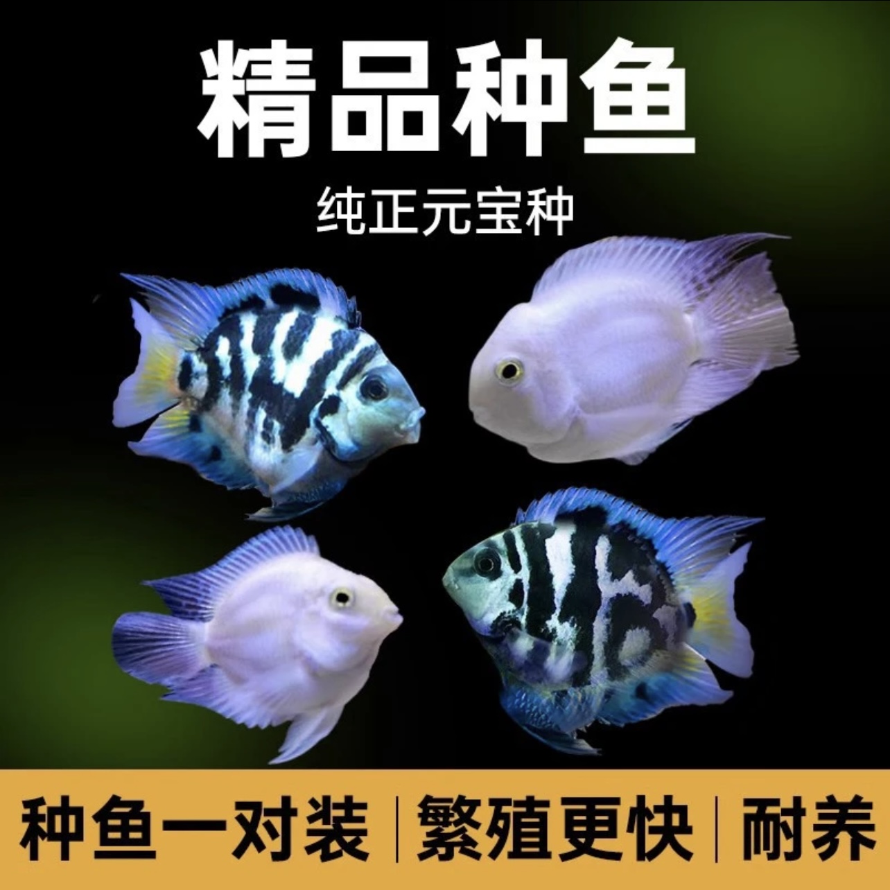 （精品）迷你鹦鹉鱼观赏鱼