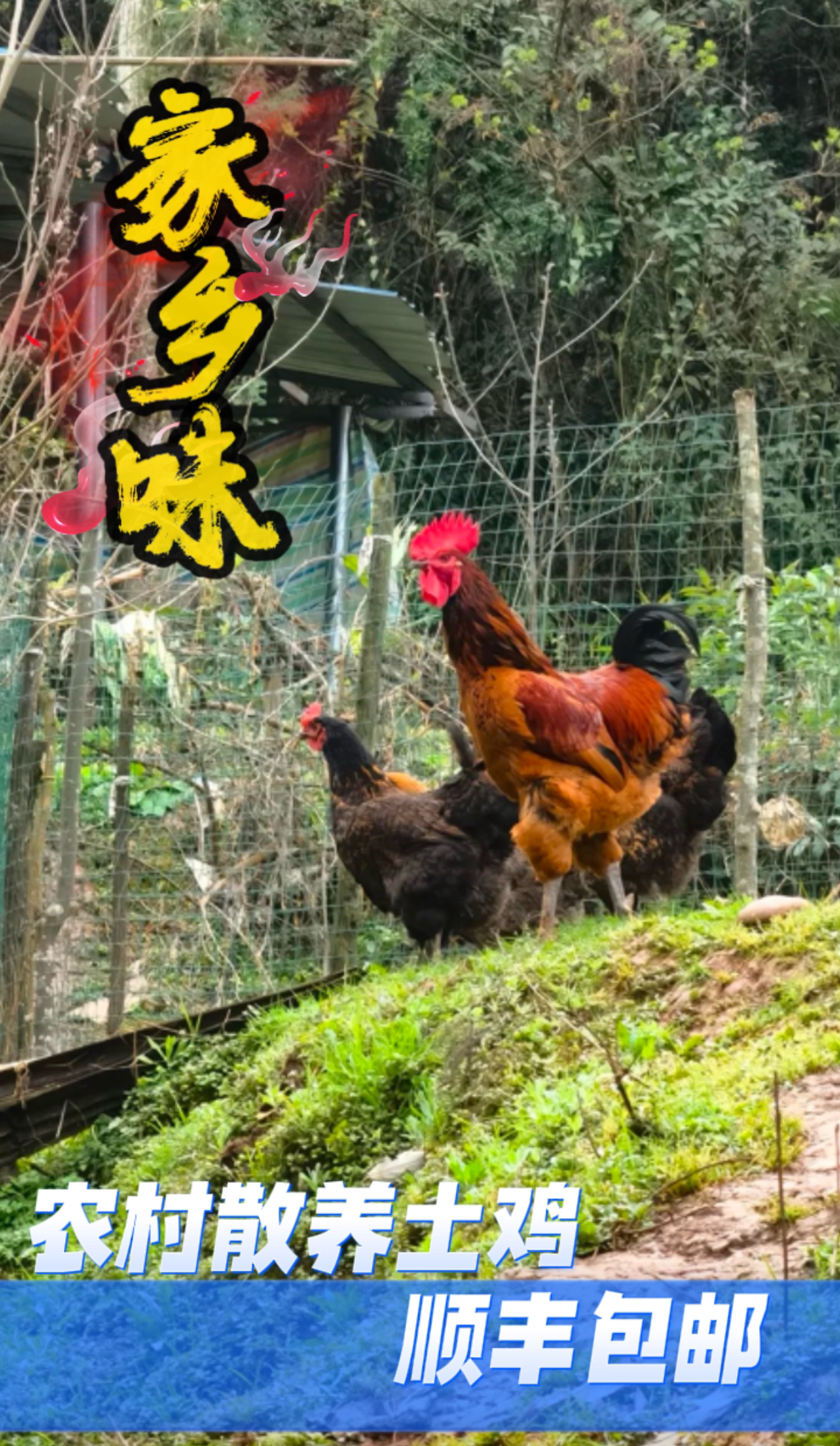 农村散养喂谷子土鸡土鸭土鹅顺丰包邮