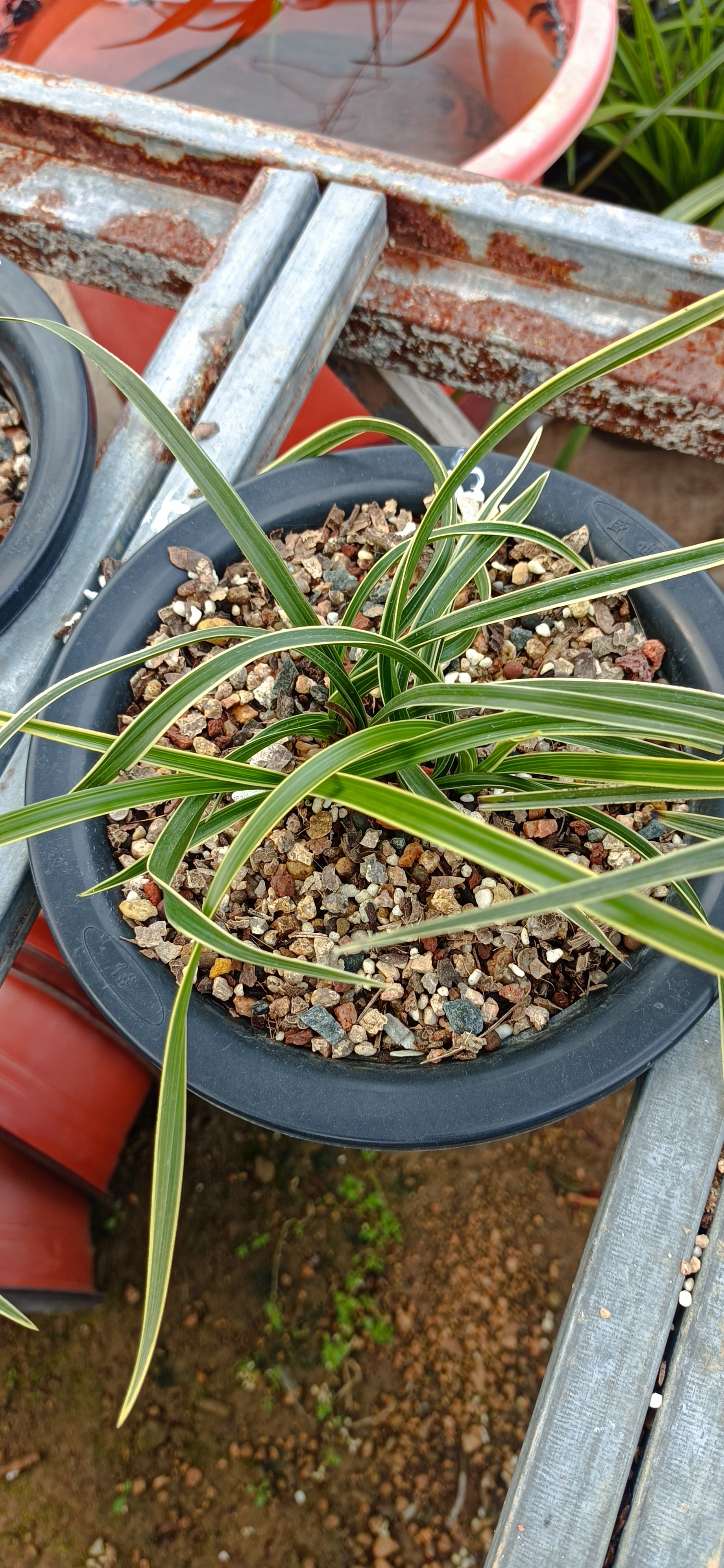 随州兰花观赏盆景植物