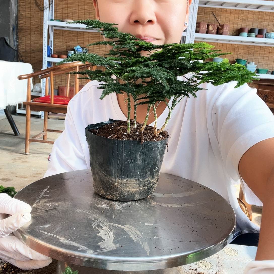 北*笑笑云竹盆景艺术