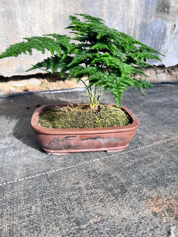 云竹直播间一物一拍