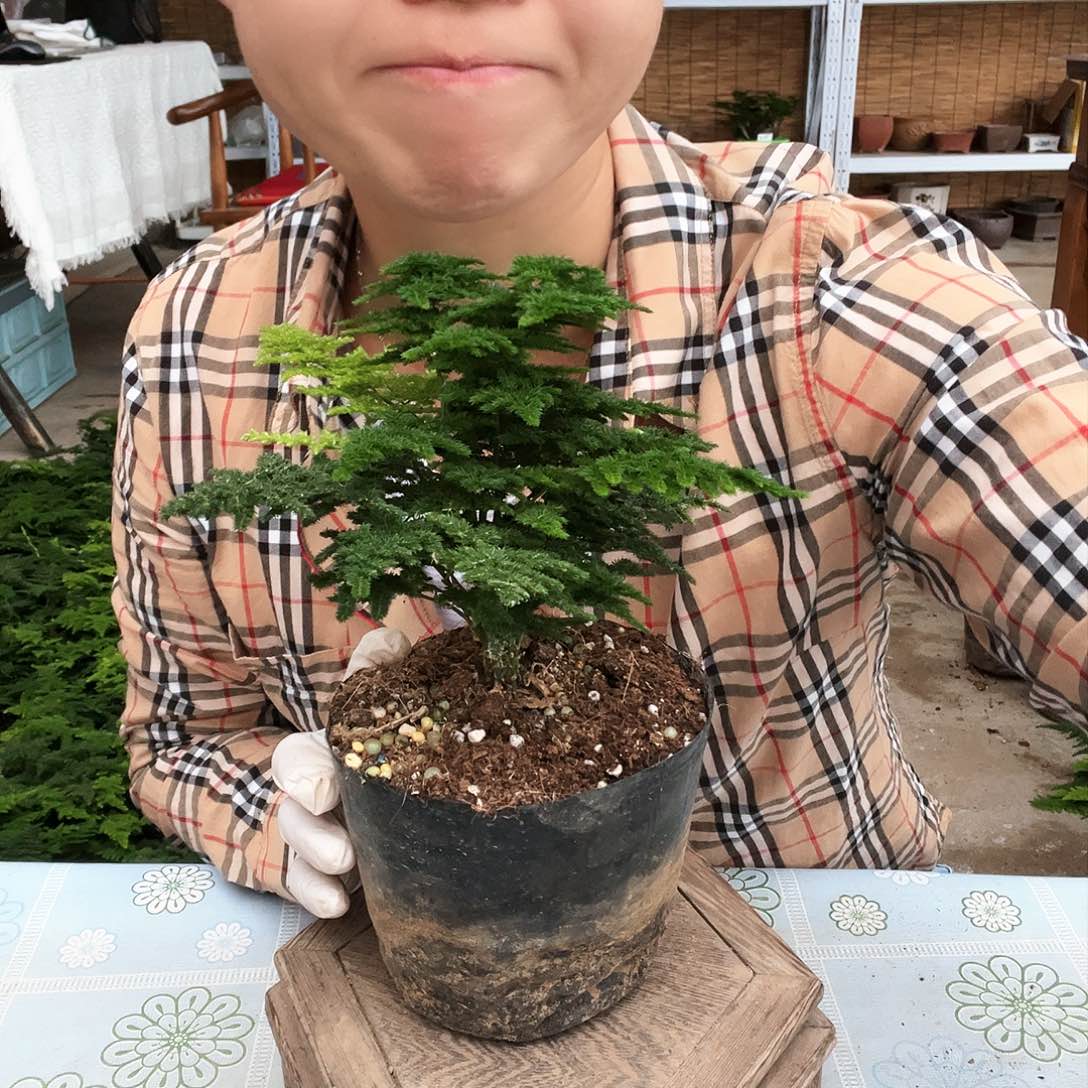 ?***好笑笑云竹盆景艺术品