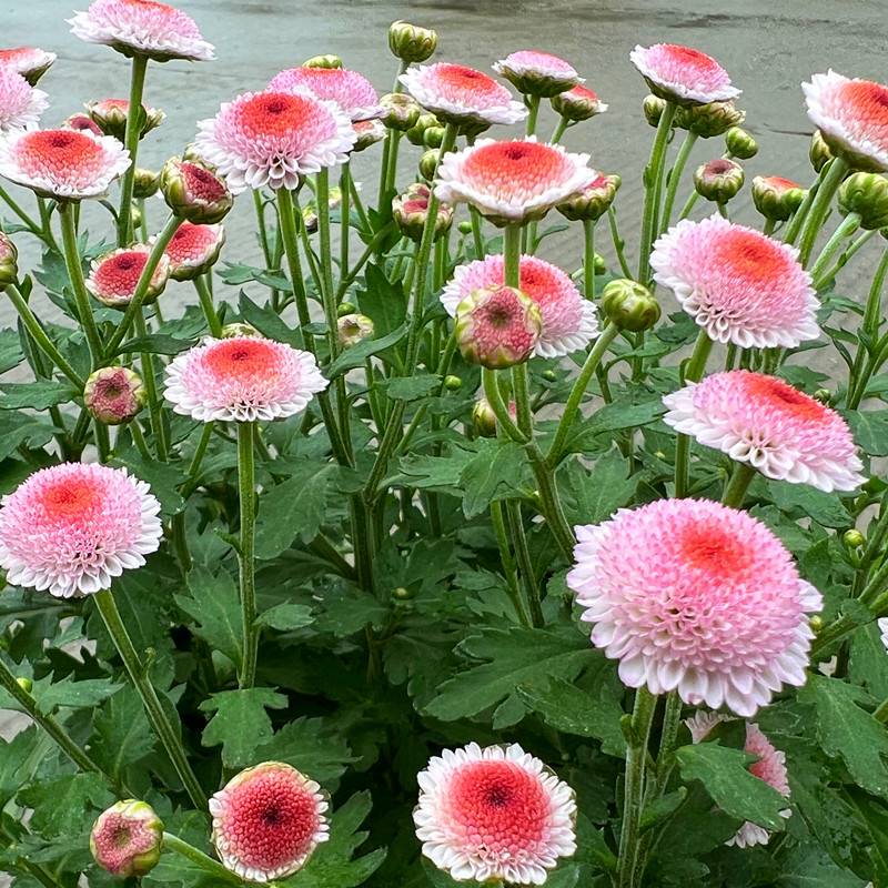 【珠玉之卵】盆栽高端花卉 云南高原盆栽 花期长 年宵花