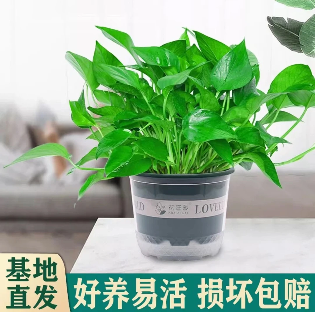 绿萝122222222222222222222