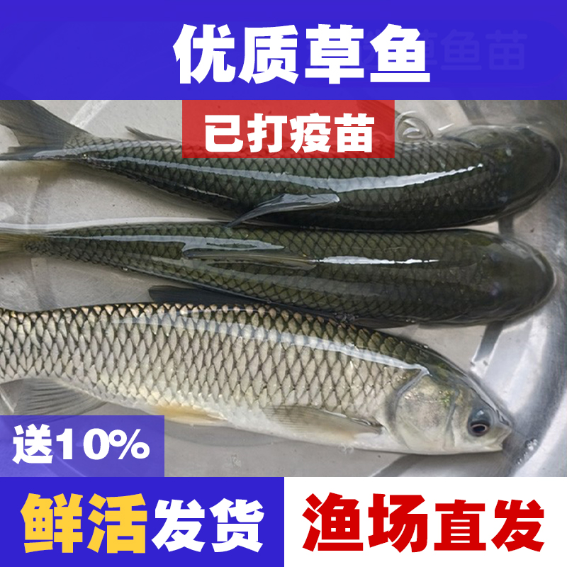 草鱼好养耐活冷水鱼淡水鱼小河鱼正宗包活包邮渔场直发批发