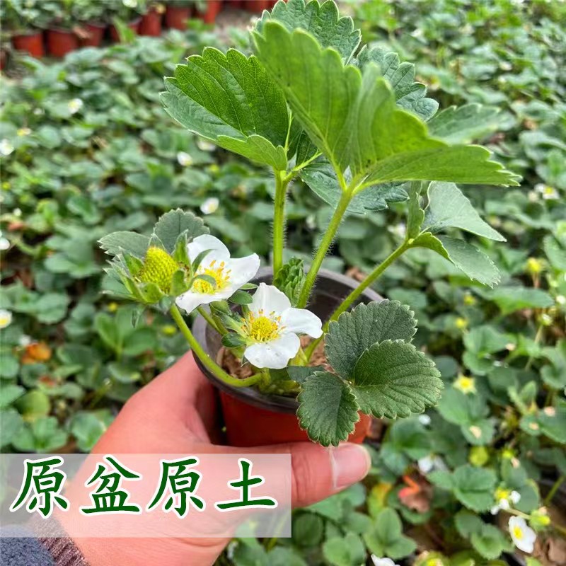 草莓苗原盆原土四季阳台盆栽室内外植物南北方种植奶油味当年结果