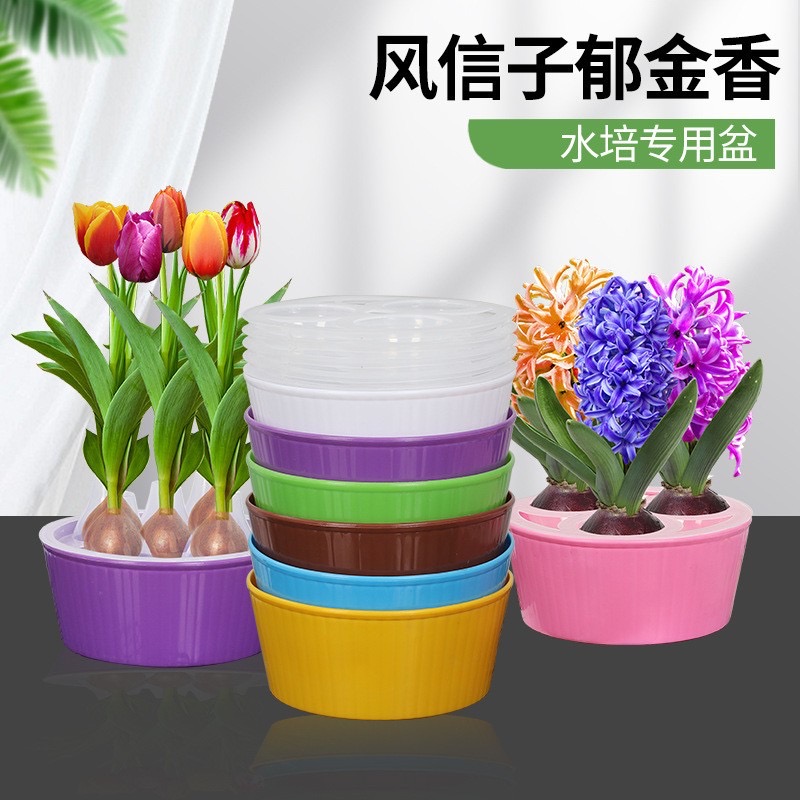 水培郁金香花盆塑料可养5个水养风信子花盆3孔郁金香种球专用花盆