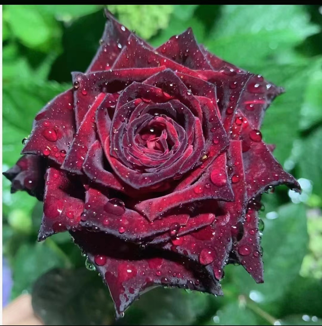 永福【紫罗兰】一加仑盆月季新手好养四季开花多支多头