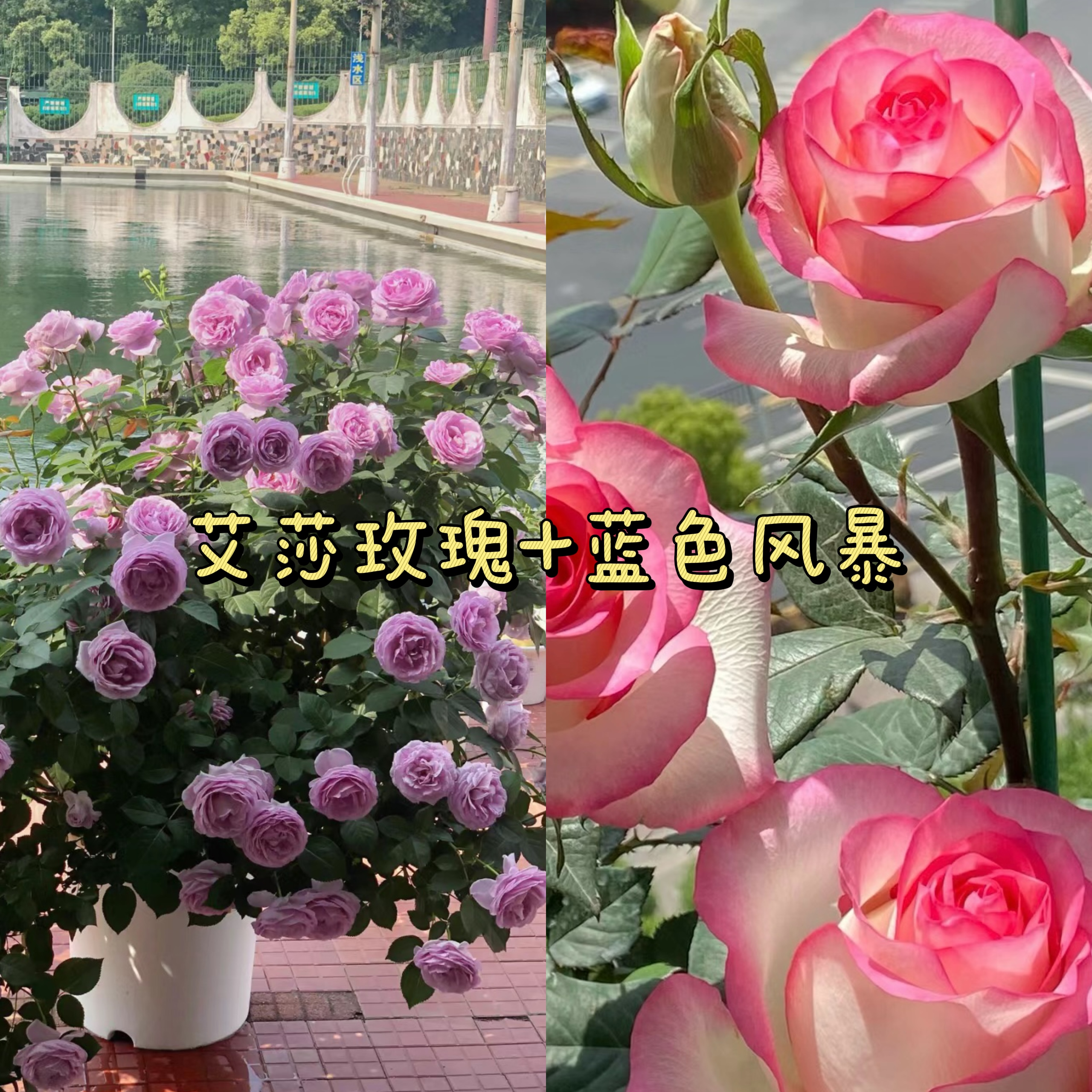 艾莎花园【艾莎玫瑰+蓝色风暴】一加仑盆月季新手好养四季开花多支