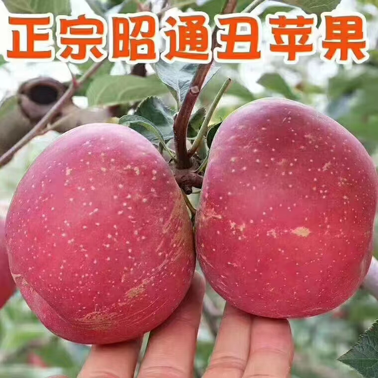 正宗云南昭通苹果批发中熟红富士5/10斤脆甜多汁新鲜当季丑苹果