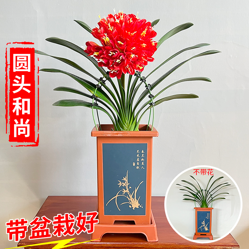 【圆头和尚 5年精品君子兰 带盆带土】室内高档盆栽花卉四季常青