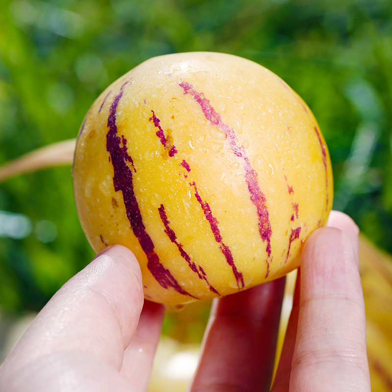 云南石林人参果圆果树熟黄果新鲜水果整箱包邮清甜可口 