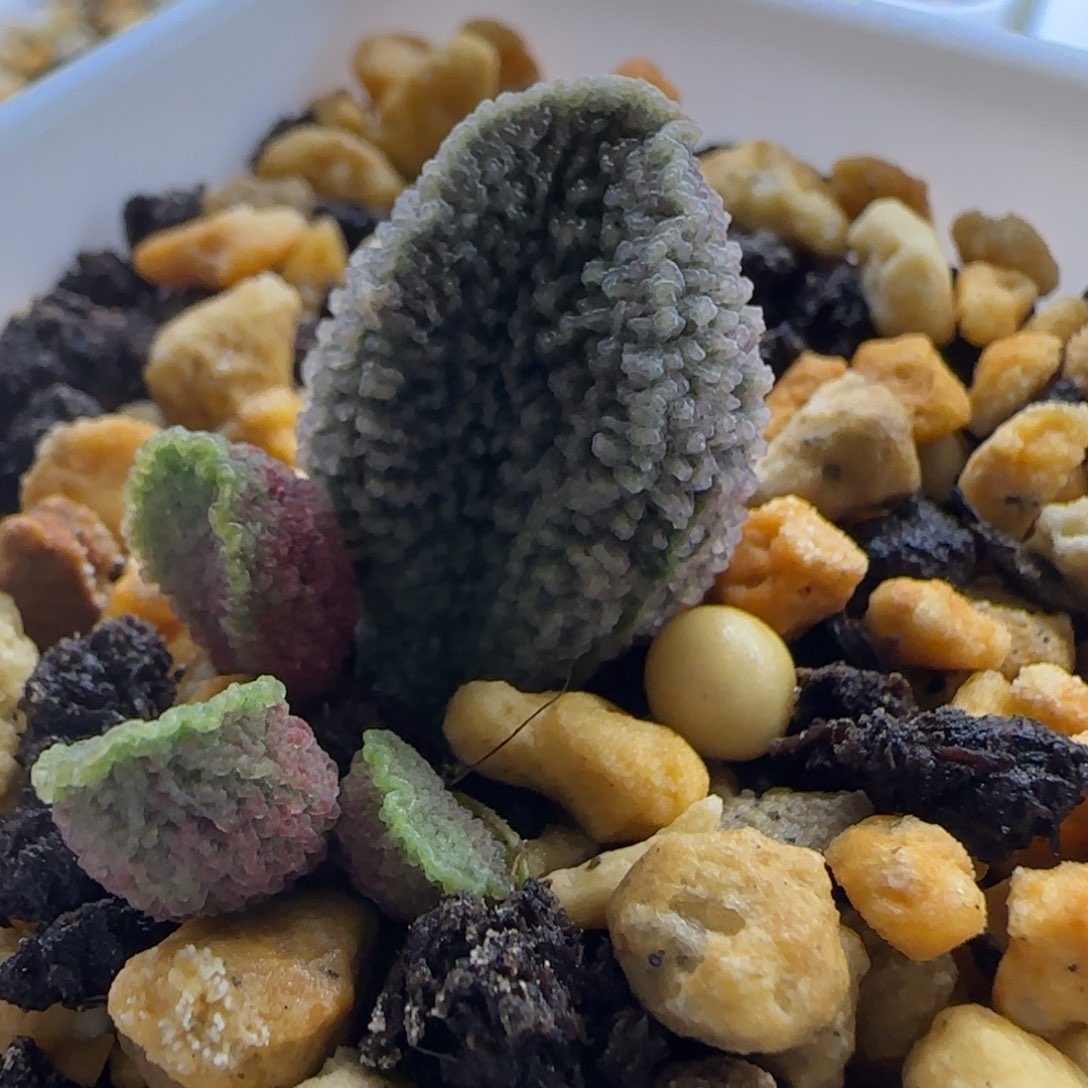 实生叶插苗，可寄养，吹干发货