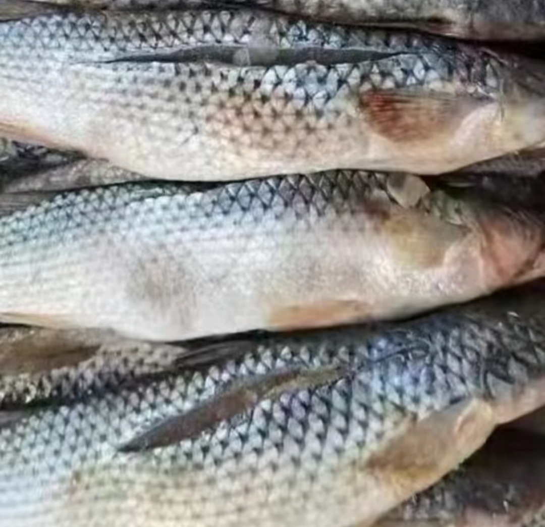 渤海湾大个（咸）海梭鱼5斤（新疆西藏不发货）