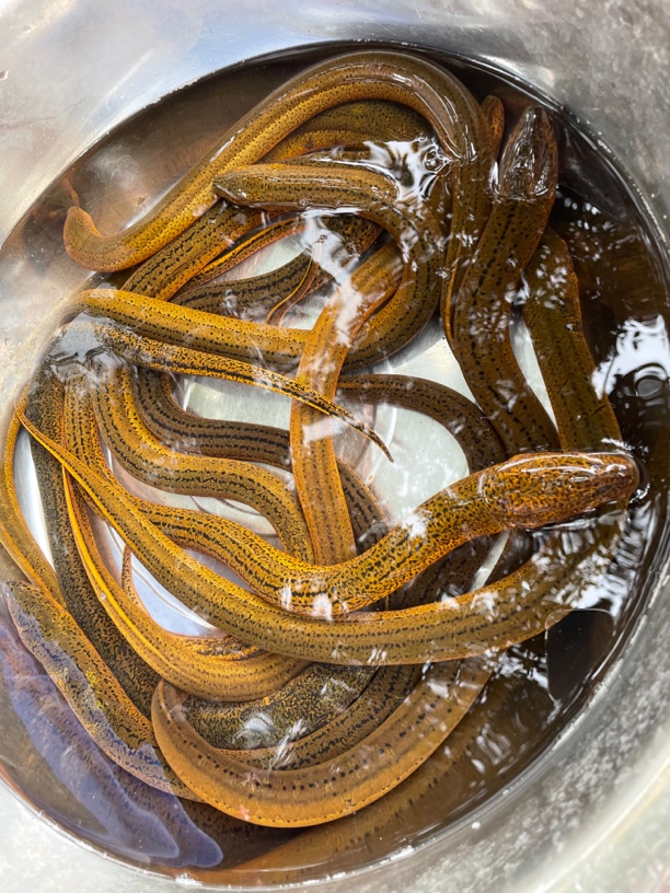 四川重庆稻田野生土鳝鱼2斤起活发直播改价专拍链接