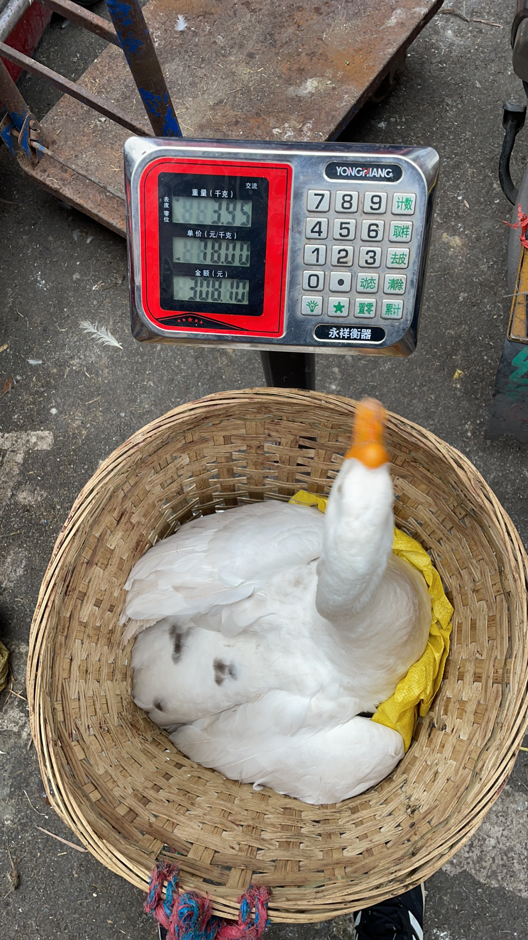 川渝阿彬赶集农家散养放养新鲜现杀大鹅改价链接