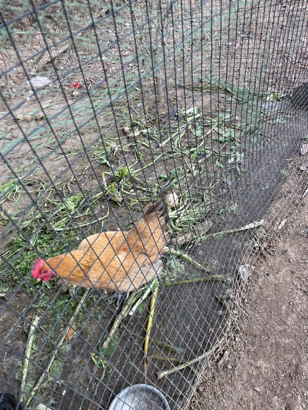 川渝阿彬赶集称重新鲜现杀母鸡改价链接