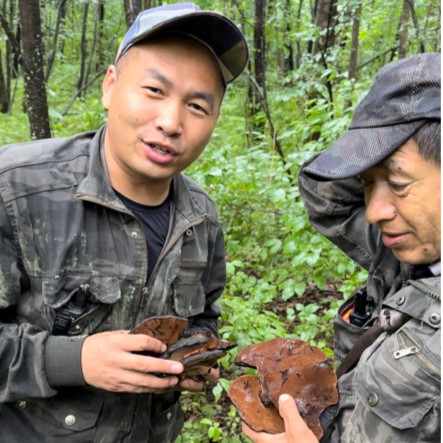 深山桑黄500克自然晾晒