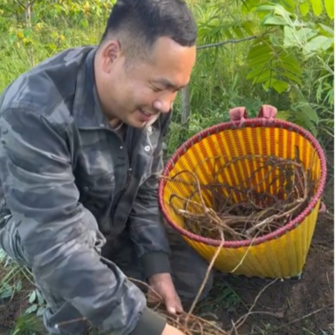 深山北黄芪/自然晾晒/干品