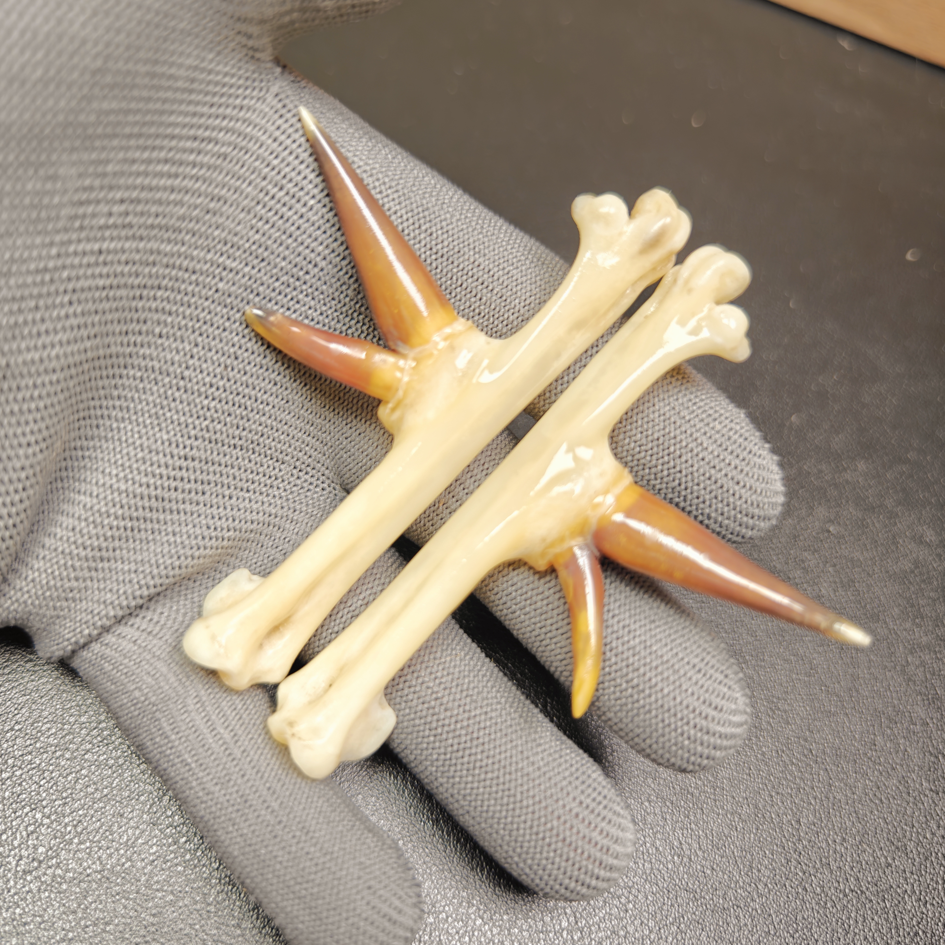 沉醉骨艺鸡爪骨双蹬橘色一对