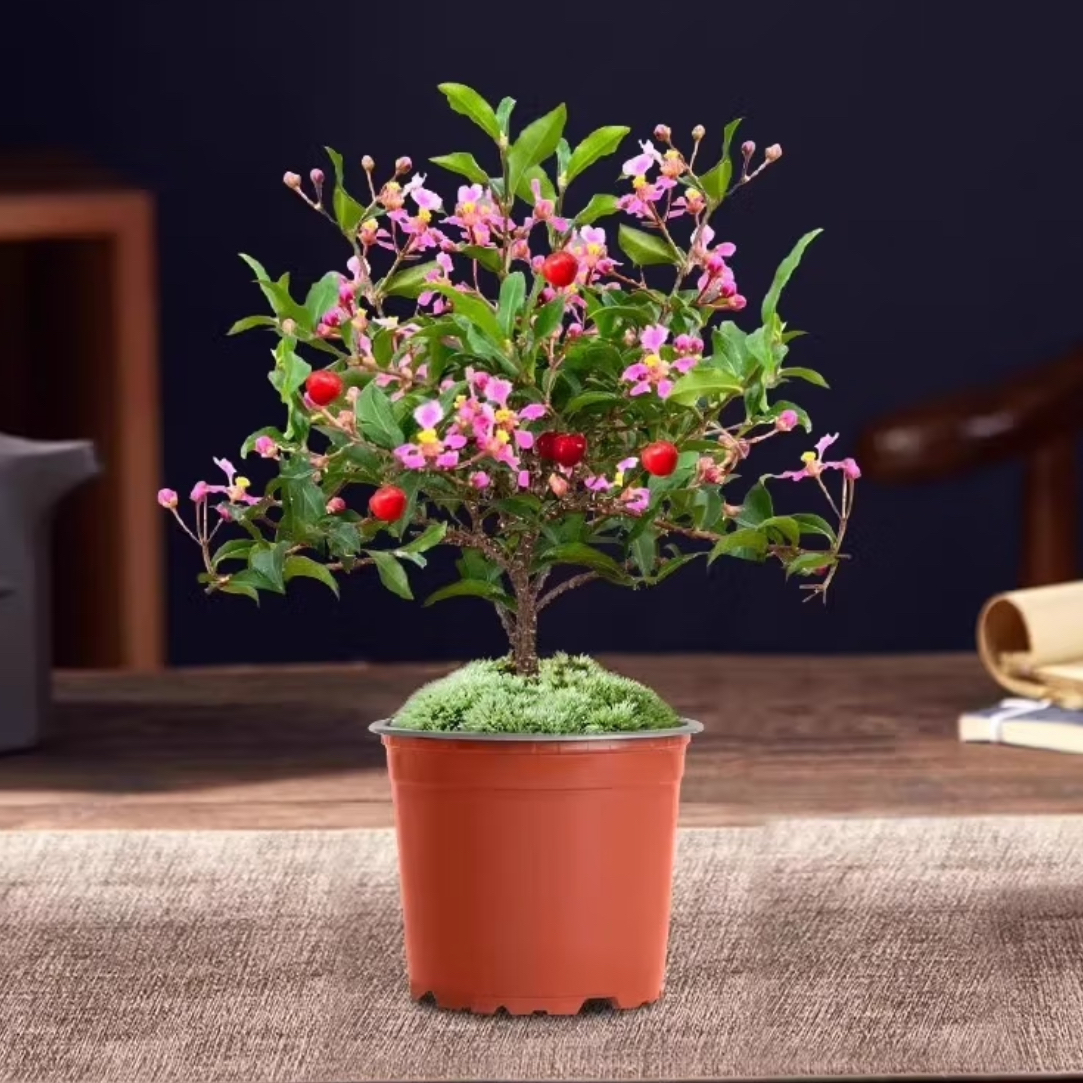 春来花卉李氏樱花直播间一物一拍链接阳台庭院盆景绿植盆栽李氏