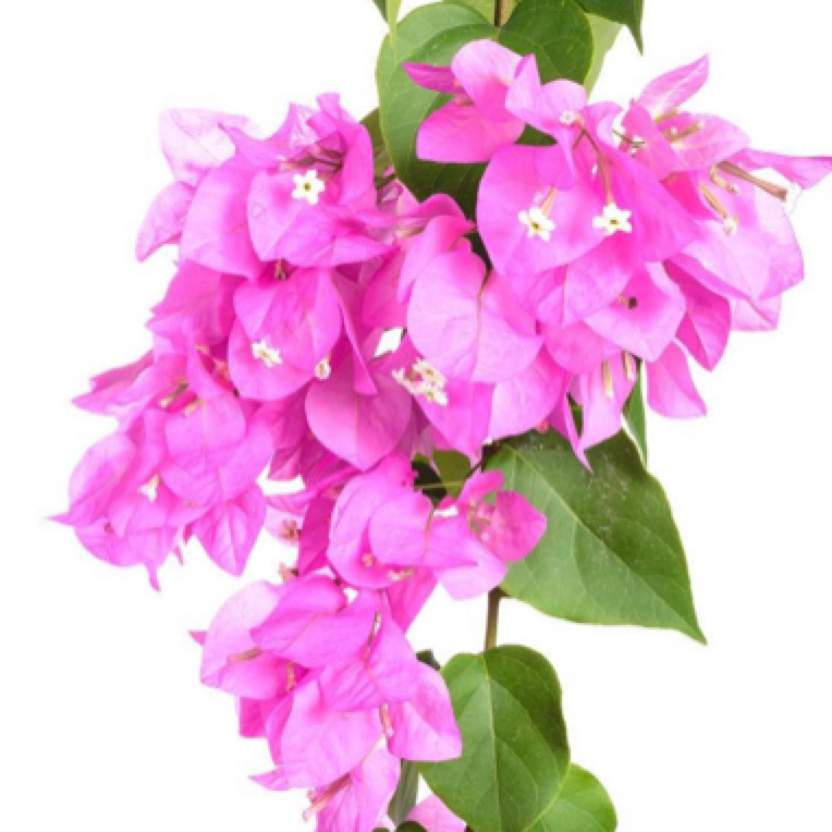 三角梅一物一拍链接