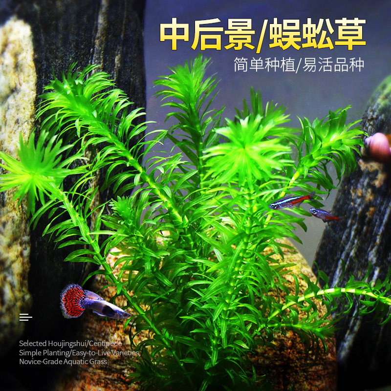 鱼缸造景中后景真易活活体蜈蚣草缸装饰金鱼藻绿菊花植物新手净化