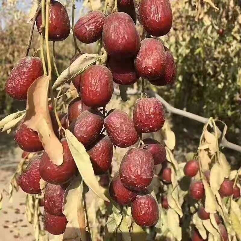 新疆和田灰枣王（拍五斤发五斤半）