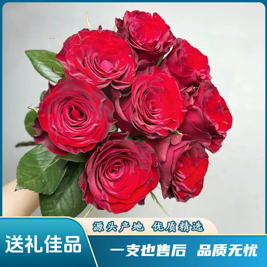 【高原红玫瑰】云南鲜花基地直发 玫瑰花任意三单送花瓶