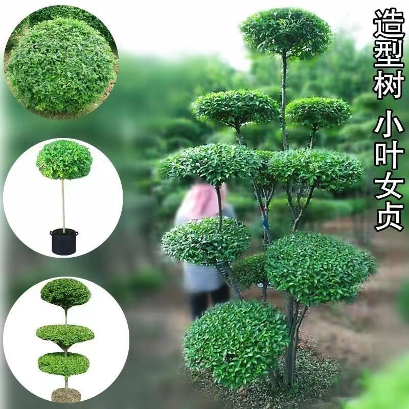小叶女贞造型树四季常青庭院别墅小区花园绿植盆栽花卉盆景金叶