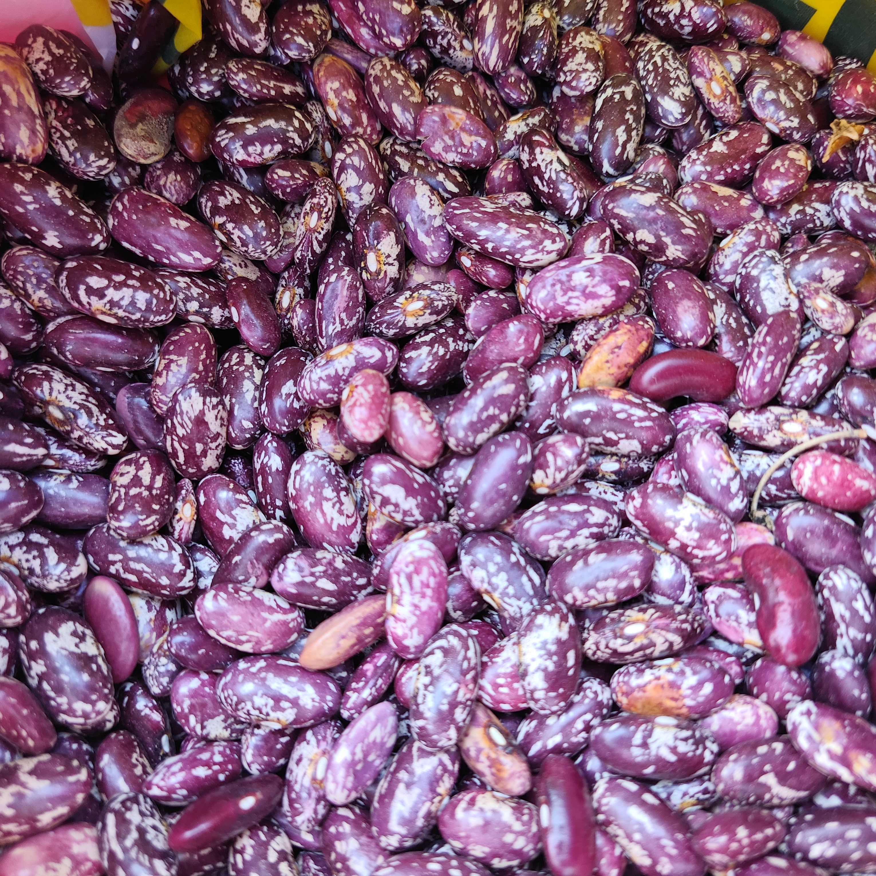 【农家花豆】正宗云南农家自种花豆精选品质红豆营养美味