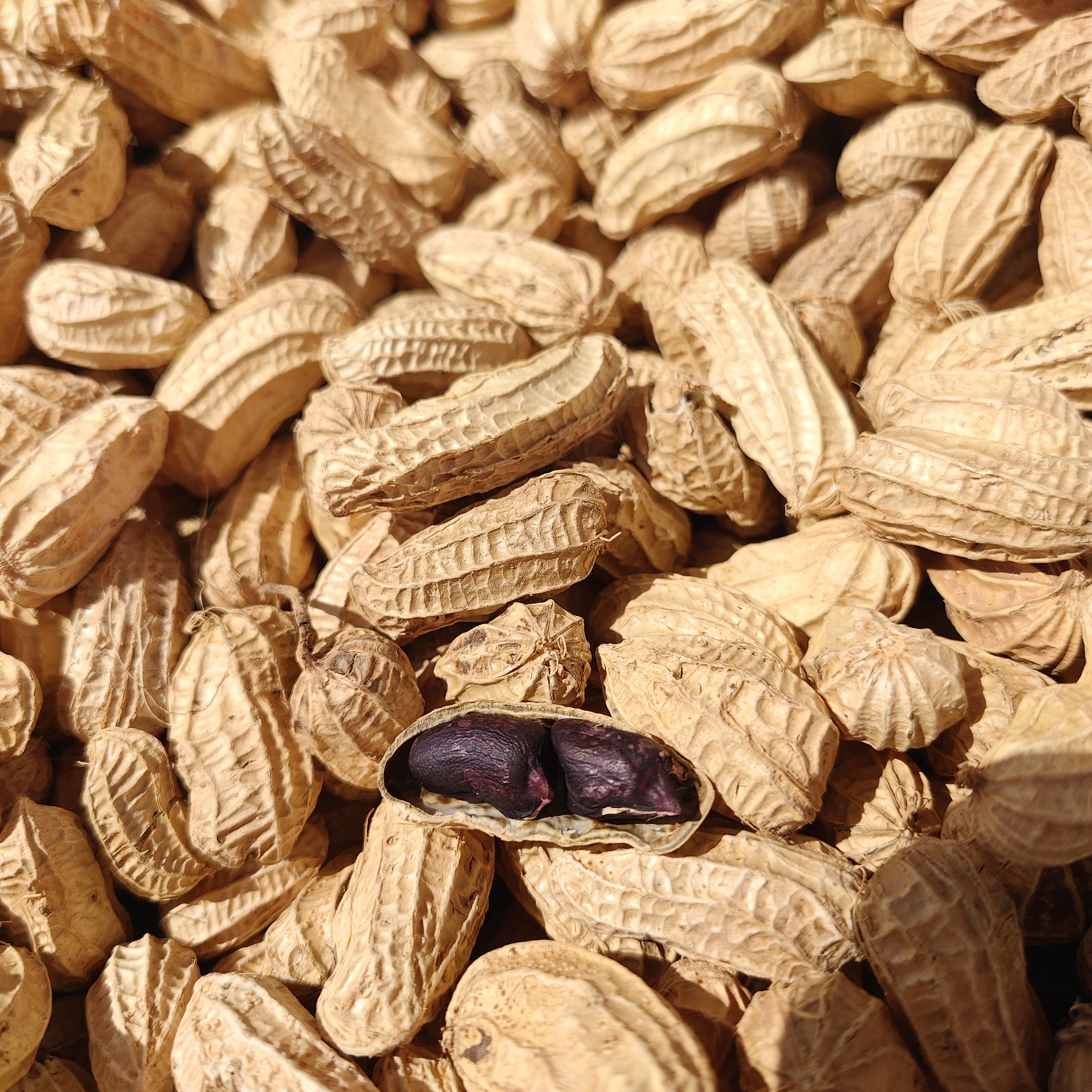 【云南农家黑花生】云南农家自产新货壳薄精选黑花生天然香甜香脆