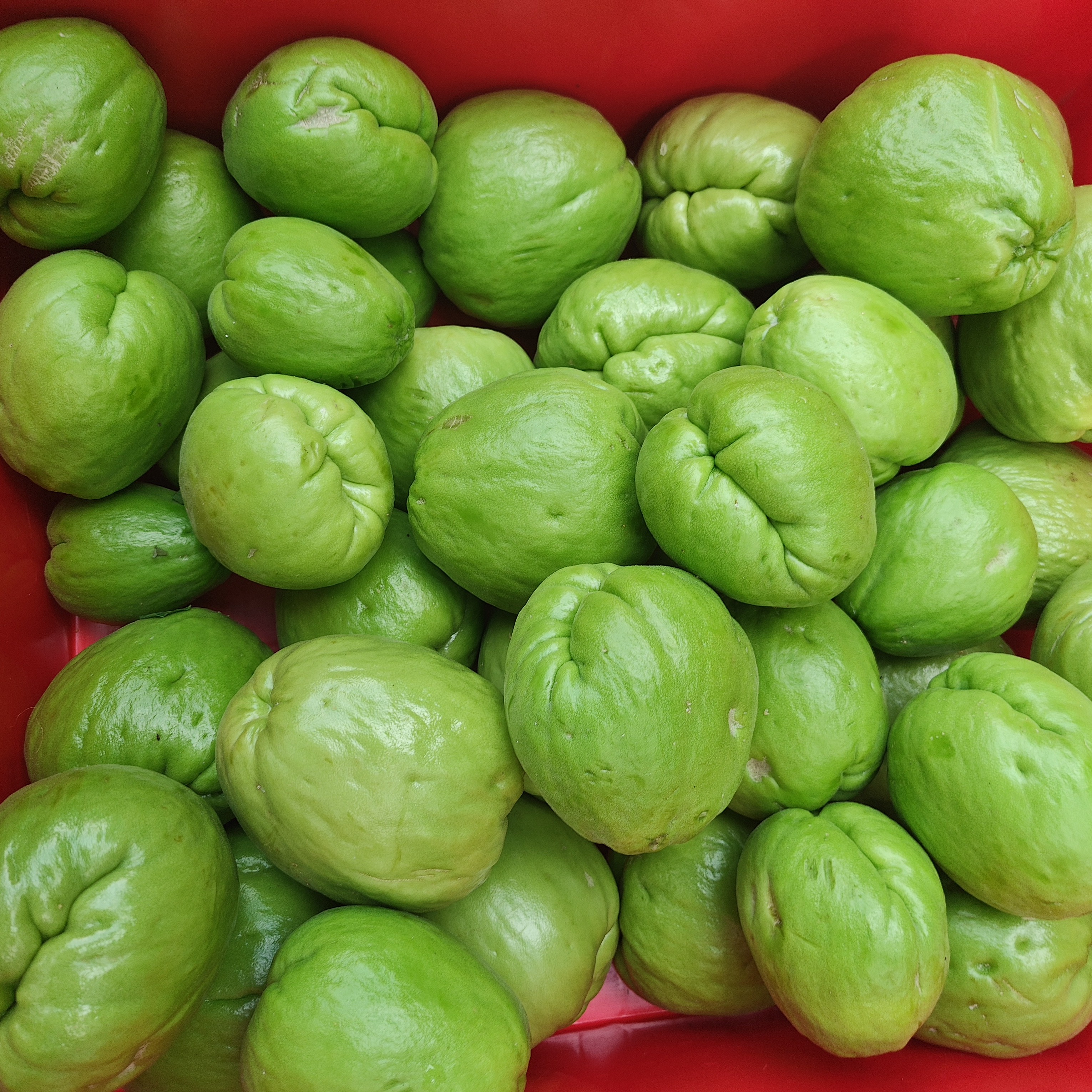 【云南新鲜肥肥佛手瓜】农家精选土特产